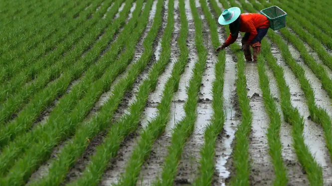 فيتنام تسعى لخفض صادراتها السنوية من الأرز إلى 4 ملايين طن بحلول 2030   